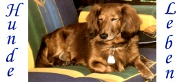 So ein Hundeleben